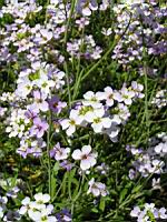 Solidago Virgaurea (ss-esp. Alpestris) (fam. Composees) (Europe) (03) (Photo F. Mrugala)